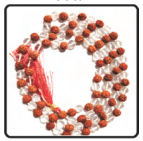 Rudraksha Sphatik Mala